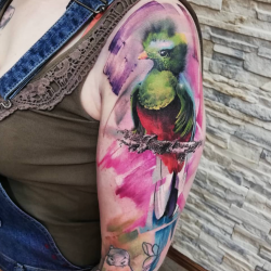 bird tattoo paztattoo federico wiesbaden watercolour.png